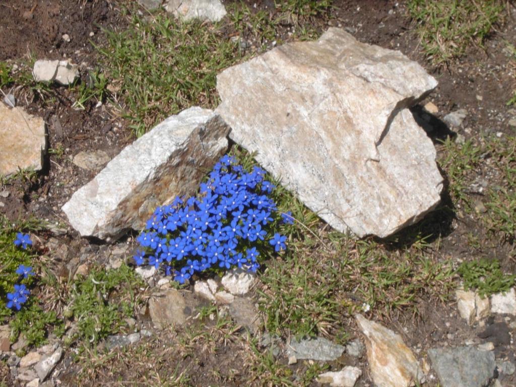 Rifugio Garibaldi Hotel Passo Stelvio Kültér fotó